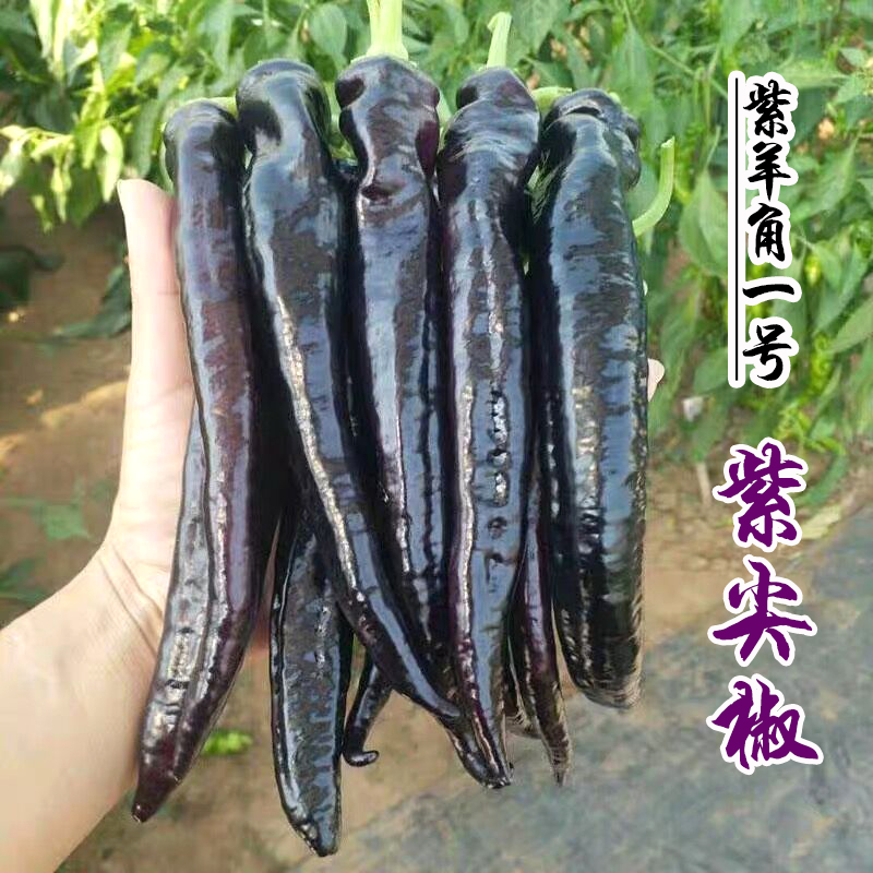 紫色尖椒辣椒种子特色辣椒种籽 线椒朝天椒五彩椒观赏椒蔬菜种子