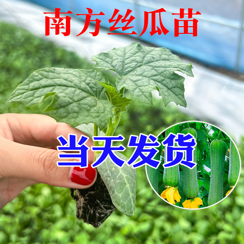 丝瓜苗蔬菜苗高产四季播春季长香丝瓜种幼苗冬瓜带土带根成活率高
