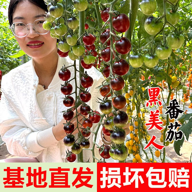 黑美人番茄苗番茄种子四李阳台盆栽易种植黑宝石番茄水果型蔬菜种