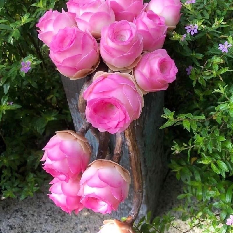 多肉植物粉山地玫瑰盖瑞米尔粉耶罗小球玫瑰锦 酒杯玫瑰休眠绿植
