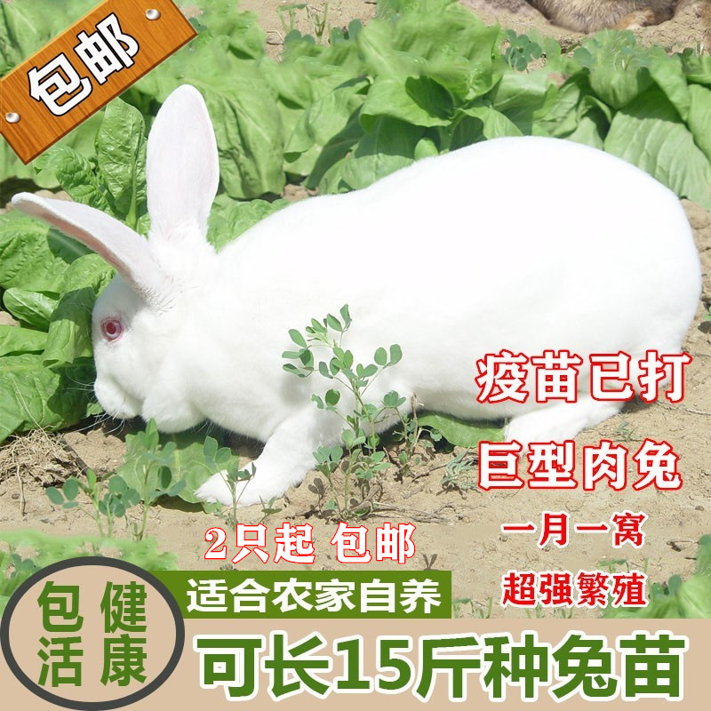 兔子活物新西兰小白兔大型肉兔苗可食用活体种兔一对公母家兔养殖