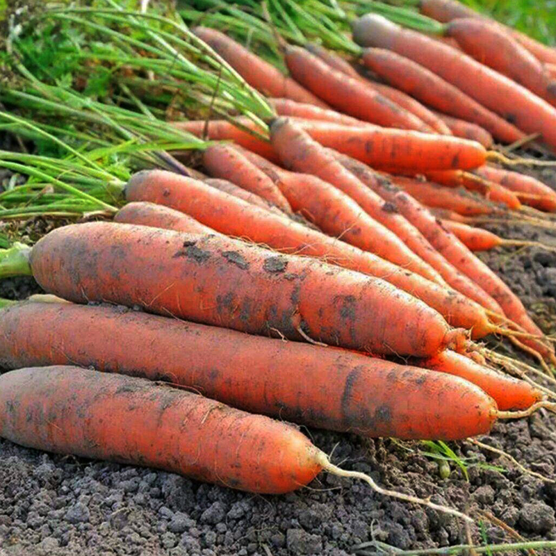 韩国三红七寸胡萝卜种子 红萝卜籽水果萝卜种籽庭院菜园蔬菜种孑