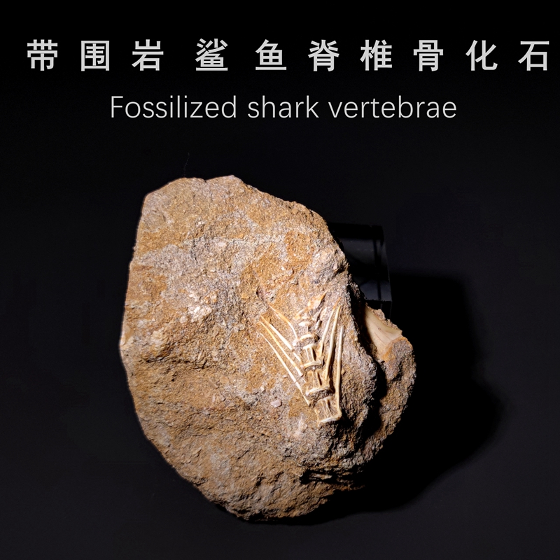 天然摩洛哥脊椎骨化石鲨鱼牙齿化石古生物化石地质科普教学标本摆