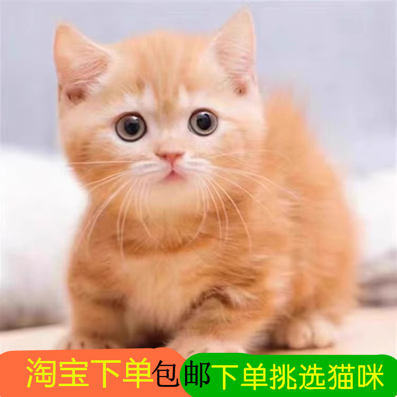 橘猫幼崽活体活物中华田园猫咪家养长毛短毛橘猫橘色狸花猫狮子猫