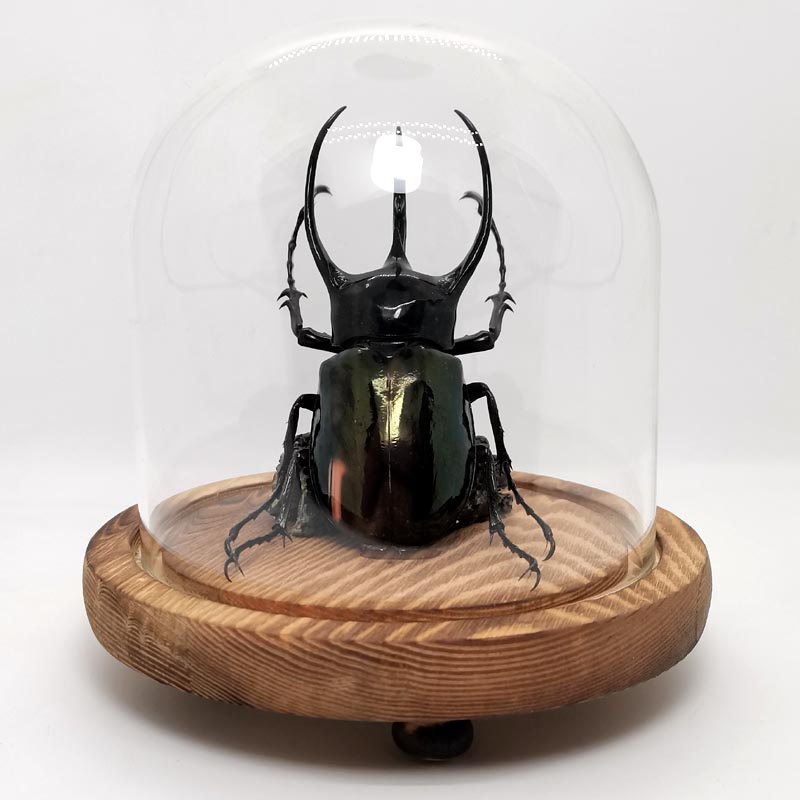 南洋大兜甲虫标本独角仙姬兜昆虫动物玻璃罩礼盒古怪生日礼物古枼