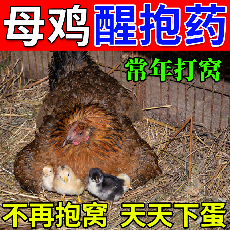 鸡醒抱药专治母鸡抱窝卧不起公鸡常年抱窝的药鸡鸭鹅下蛋催蛋专用