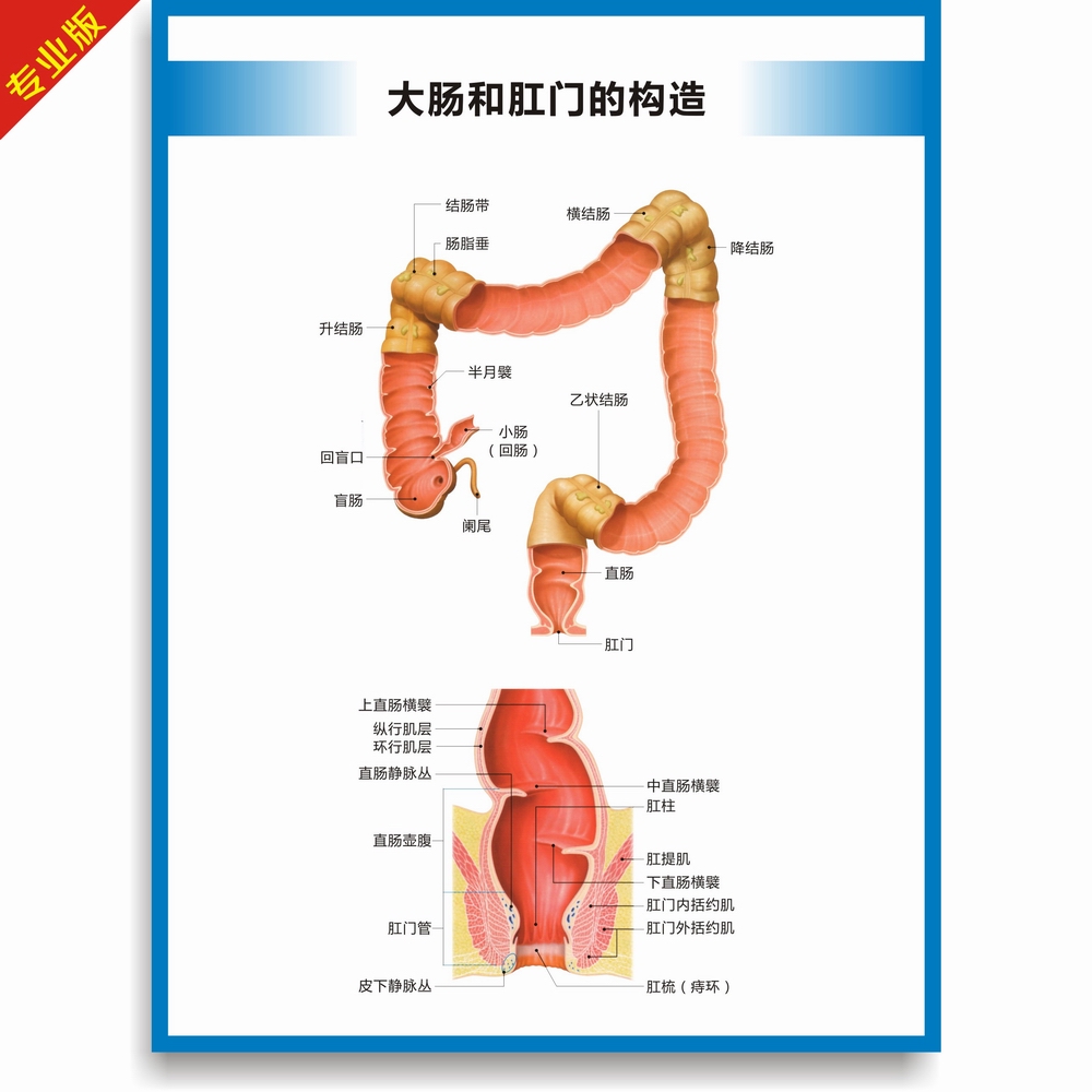 大肠和肛门的构造示意图大肠结构图肛门构造图大肠解剖图医学挂图