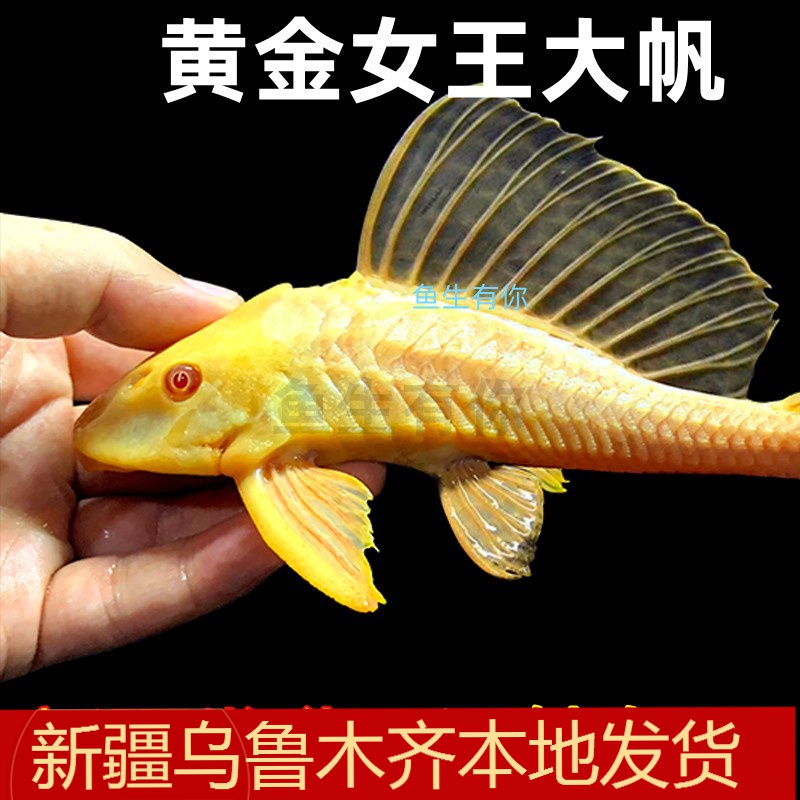黄金红眼女王清道夫大帆女皇活体大小异型鱼垃圾缸热带观赏清洁鱼