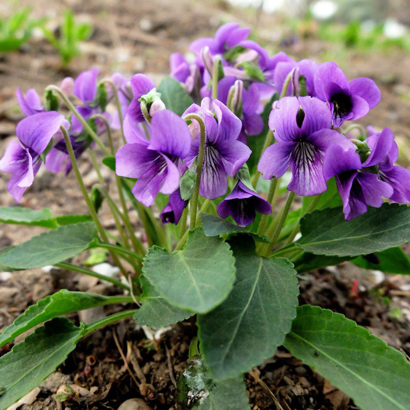 紫花地丁种子野堇菜籽花种野菜树林背阴矮小花卉宿根户外室外耐阴