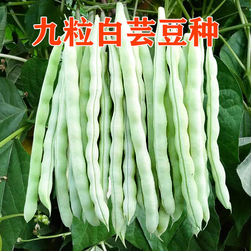 九粒白芸豆种子 中早熟嫩荚豆角 老来少四季可种耐寒耐热蔬菜种籽