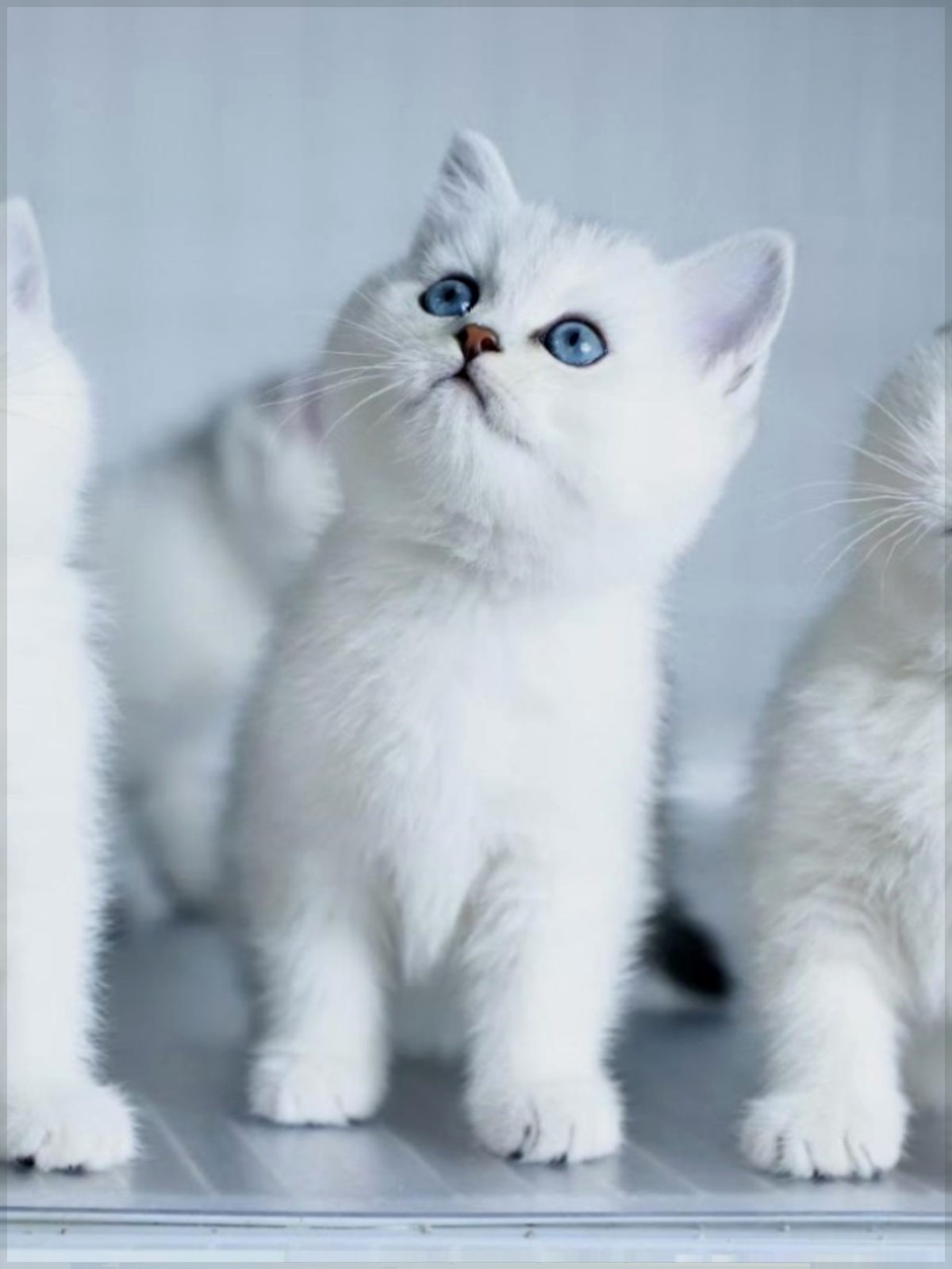 全国香港发货包子脸英短银渐层猫幼崽英国短毛猫曼基康宠物银点猫