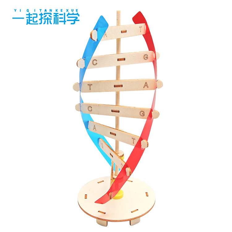 DNA双螺旋结构模型科技小制作手工人体基因生物科学实验器材料