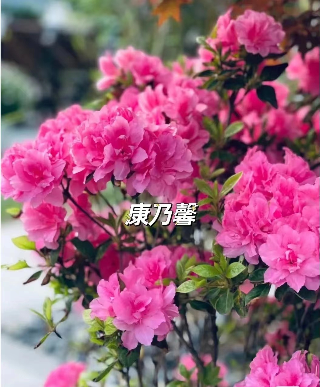 安库杜鹃康乃馨 粉色重瓣四季开花庭院阳台绿植室内植物耐寒花卉