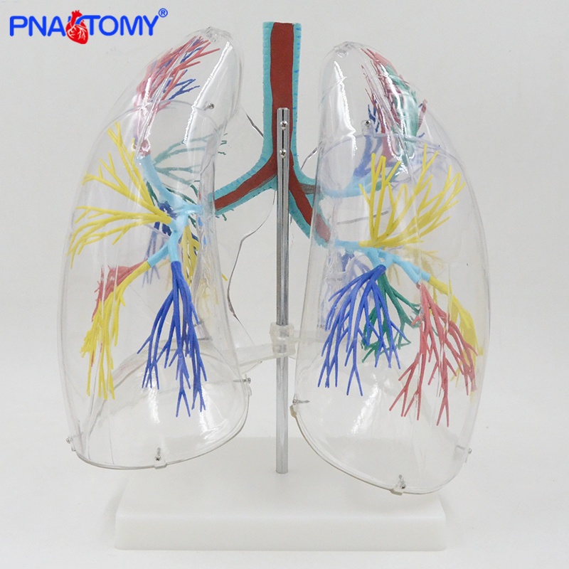 PNATOMY 人体肺段肺解剖模型支气管树胸外科呼吸科左右肺部支气