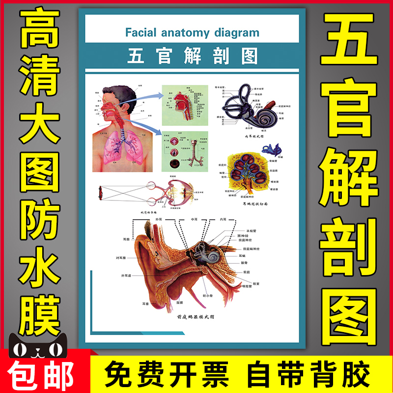 五官解剖图医院医学知识人体结构解剖示意挂图前庭蜗器模式图海报