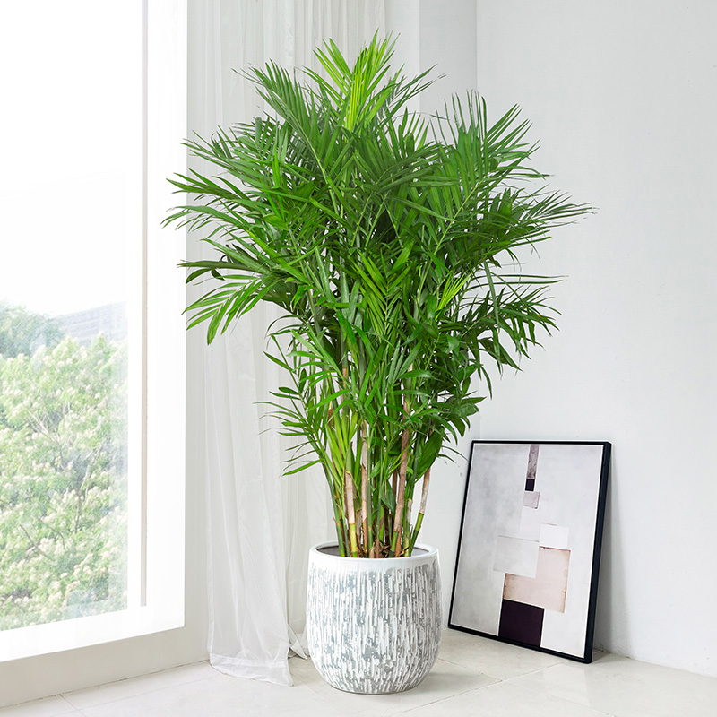 夏威夷竹椰子树盆栽热带植物阳台室内客厅大型绿植办公室凤尾竹