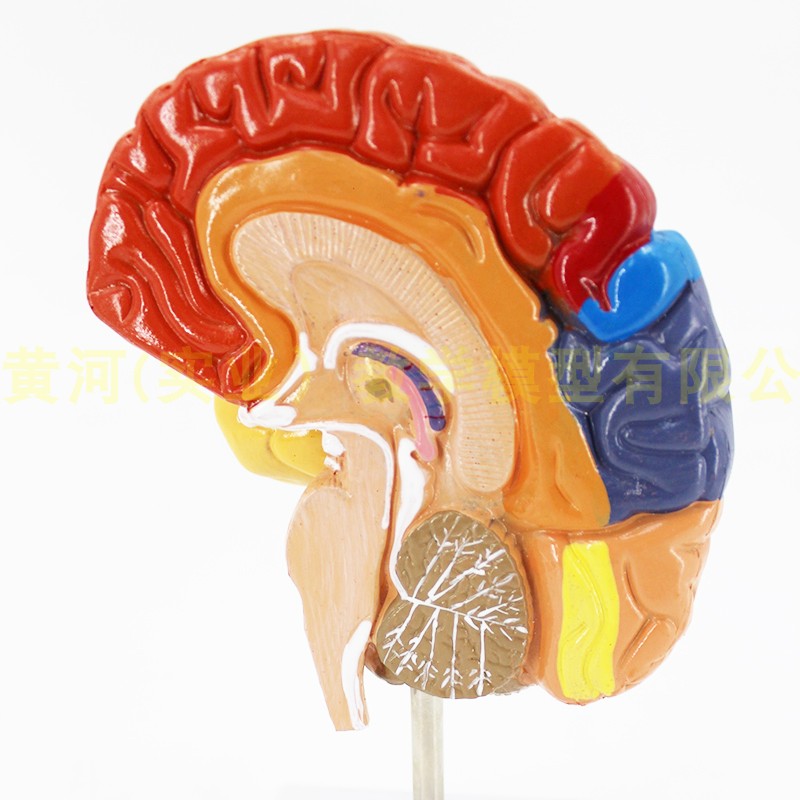 脑模型 脑功能区域色分模型 人体大脑解剖模型 脑构造脑结构模型