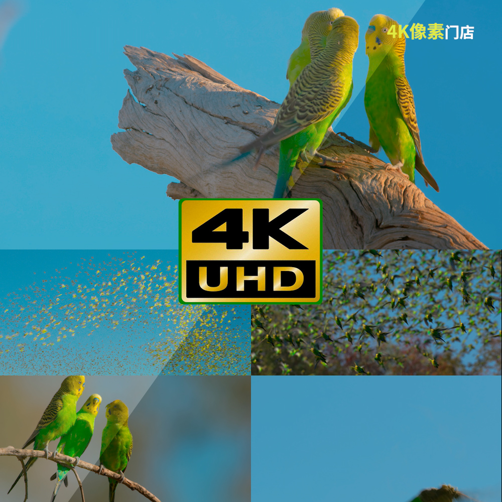 461-4K视频素材-翠鸟鸟群飞行绿色天空自由飞翔鸟类觅食自然唯美