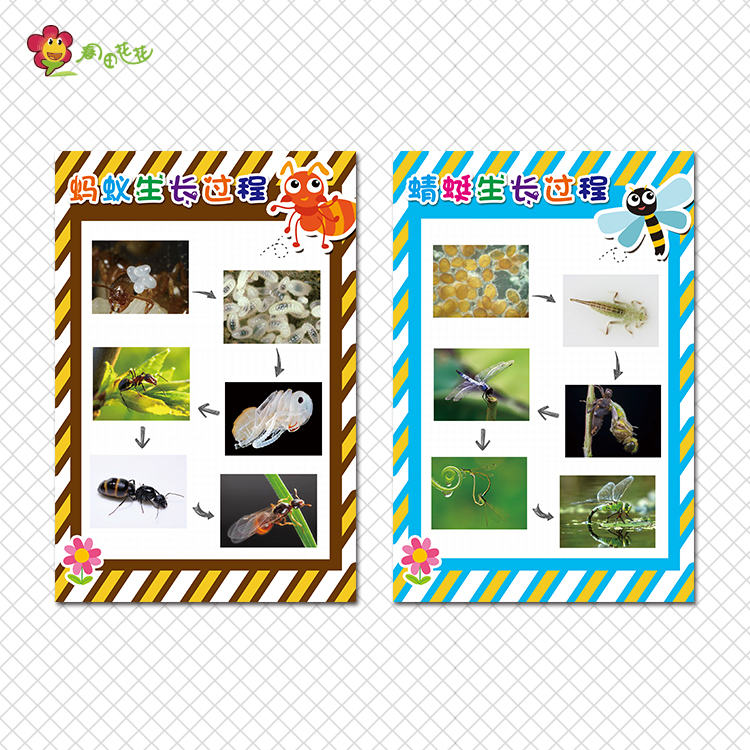 幼儿园科学探区角活动昆虫的生长过程主题墙蚂蚁蜻蜓的生命循环