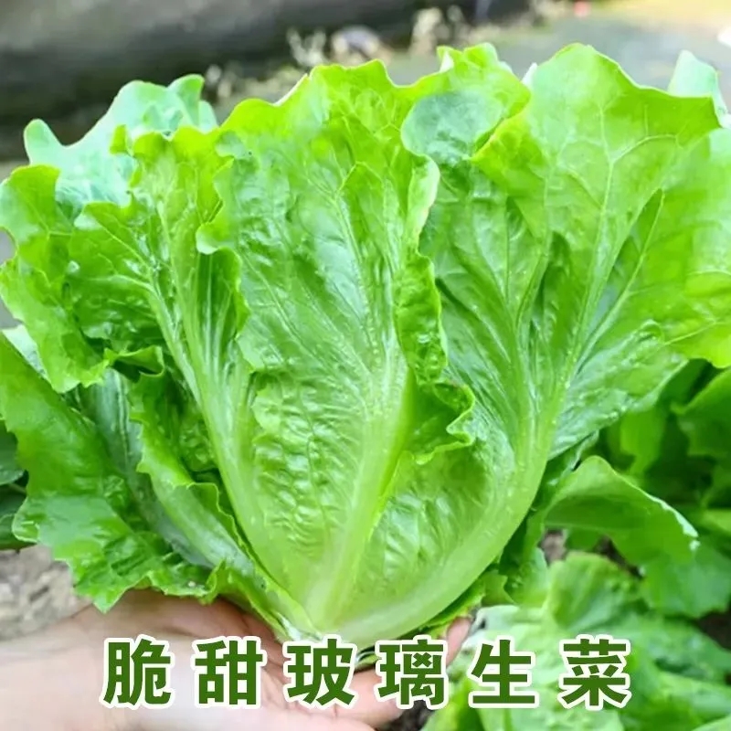 玻璃生菜种子种籽孑阳台种菜四季盆栽莱种春季沙拉蔬菜孑仔菜籽子