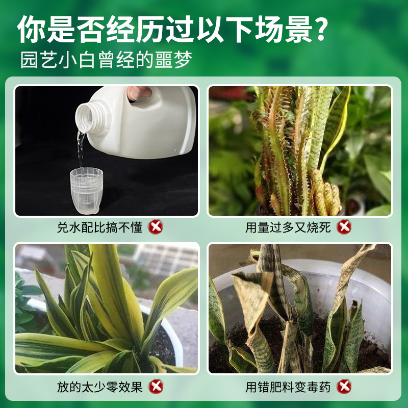 虎皮兰专用免稀释营养液直接喷通用促花绿叶壮根营养液植物营养液