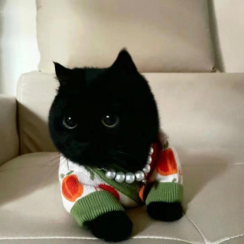 纯种英短纯黑色猫幼崽长毛矮脚曼基康猫孟买猫玄猫招财黑猫宠物猫