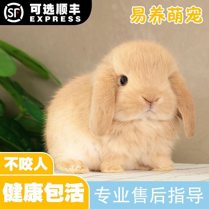 兔子活物宠物兔子公母一对幼仔活物垂耳兔侏儒兔小白兔茶杯兔长不