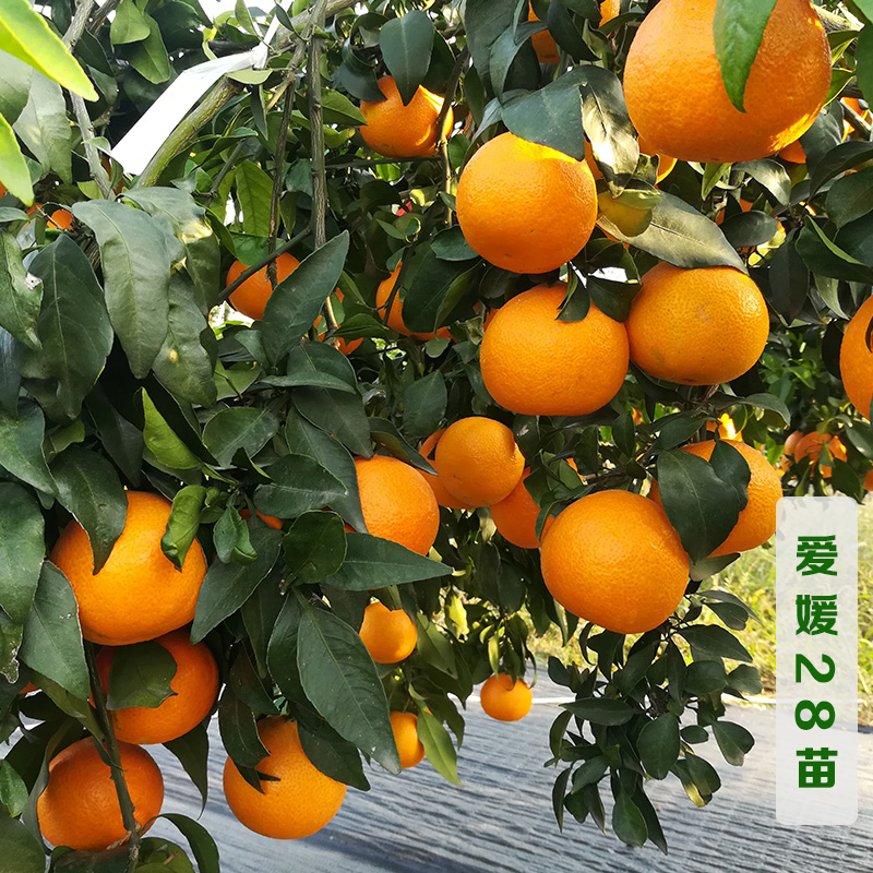 四季常绿 早熟果冻橙子树苗 爱媛28 盆栽地栽