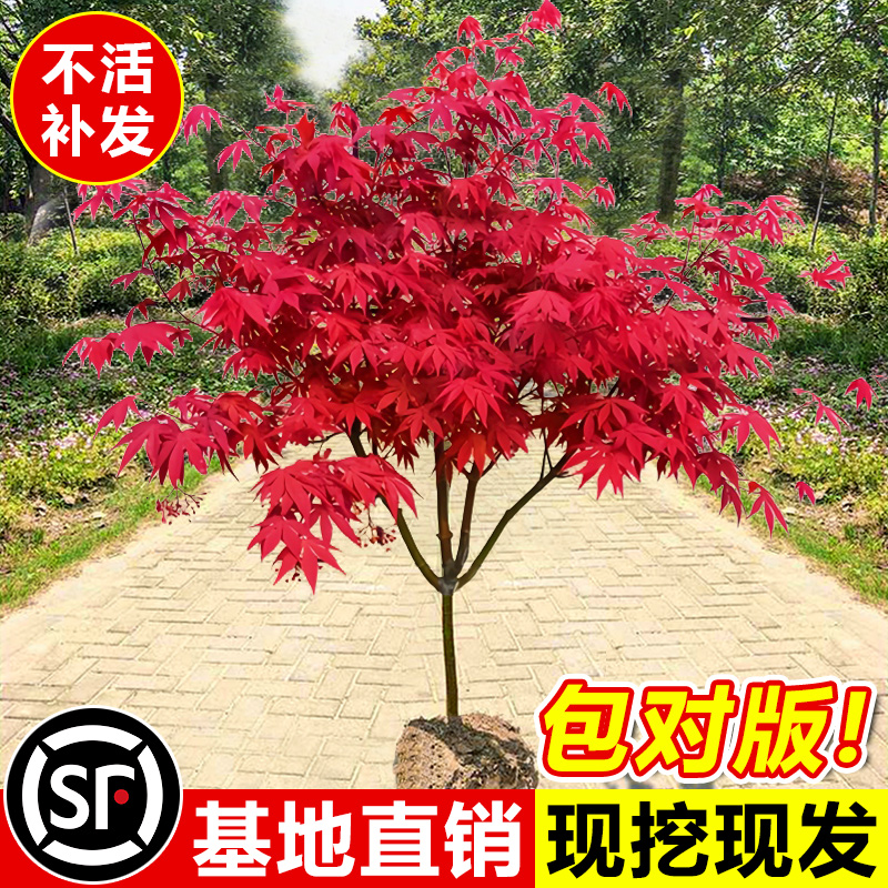 日本红枫树苗四季红舞姬室外耐寒枫叶盆景盆栽庭院绿化植物风景树