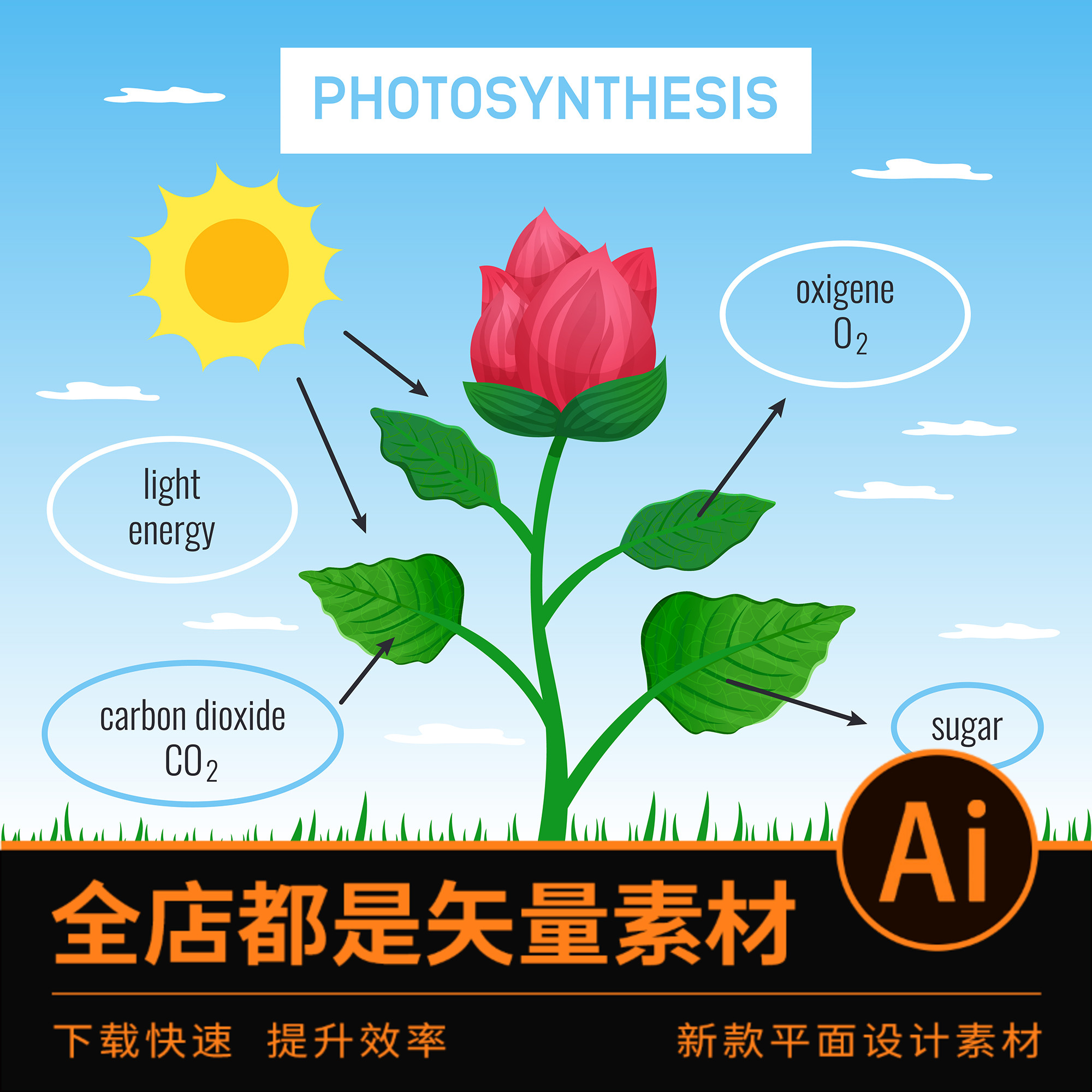 2221ai格式矢量素材花卉植物细胞光合作用根系生长过程分析图插画