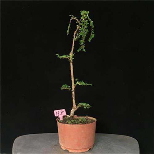 山格木盆景植物名贵盆景造型垂柳树E型老桩精品盆栽稀有稀少山桔