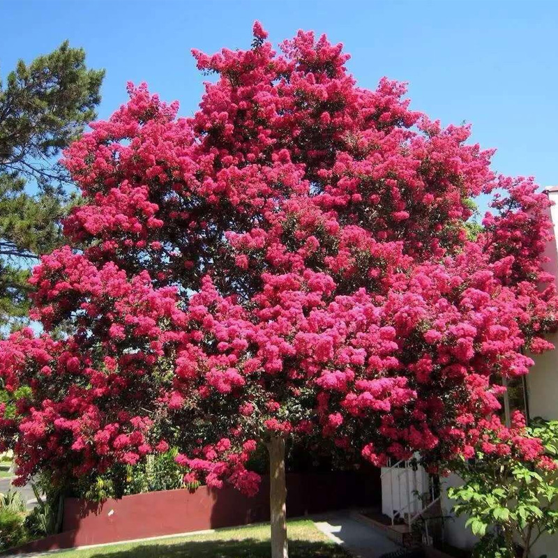 耐寒紫薇树苗红火箭庭院大树大型多杆丛生红花观赏绿化风景树占地