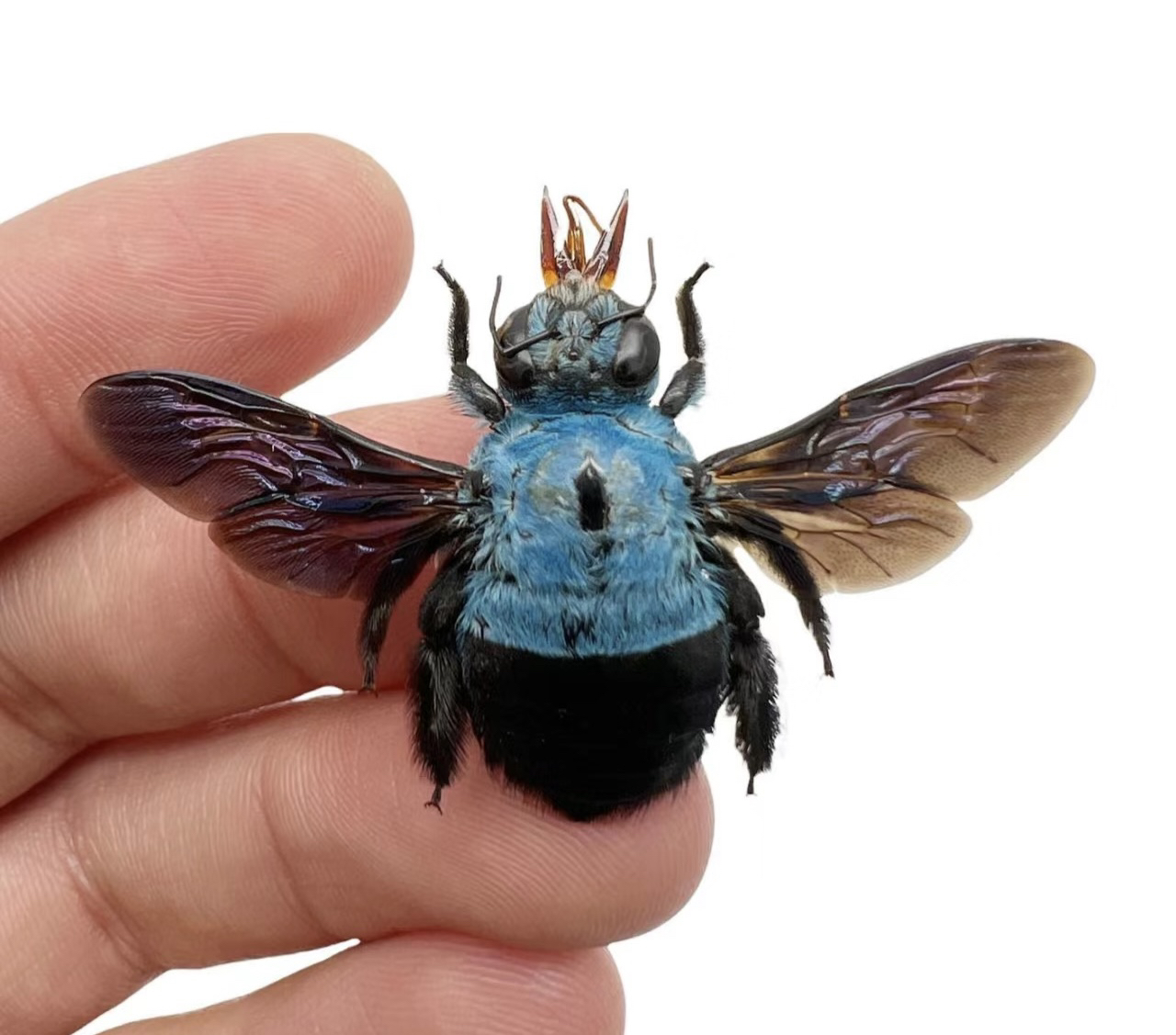 膜翅目昆虫标本蜜蜂切叶蜂黄蜂设计博物馆收藏展示标本昆虫手工