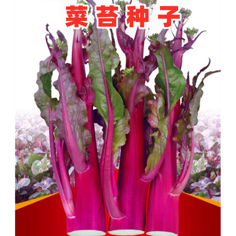 紫红菜苔种子红菜薹青油绿四九菜心种籽四川秋季农家田园蔬菜种孑