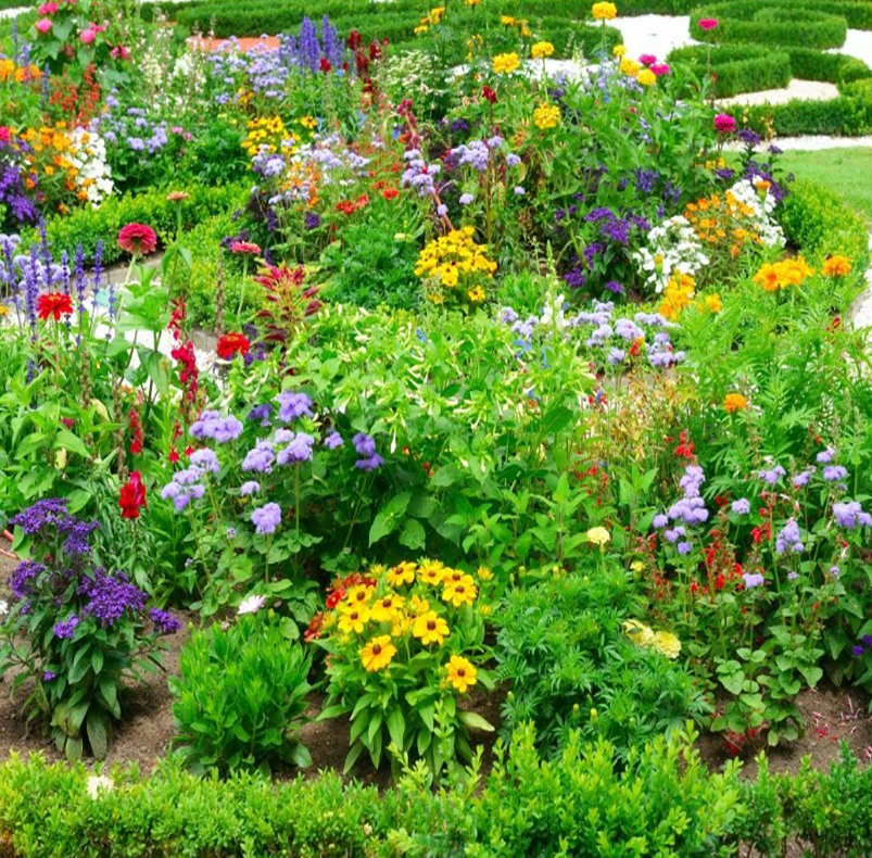 庭院美化组合花种子四季易种活花期长户外耐寒耐旱多品种混合草花