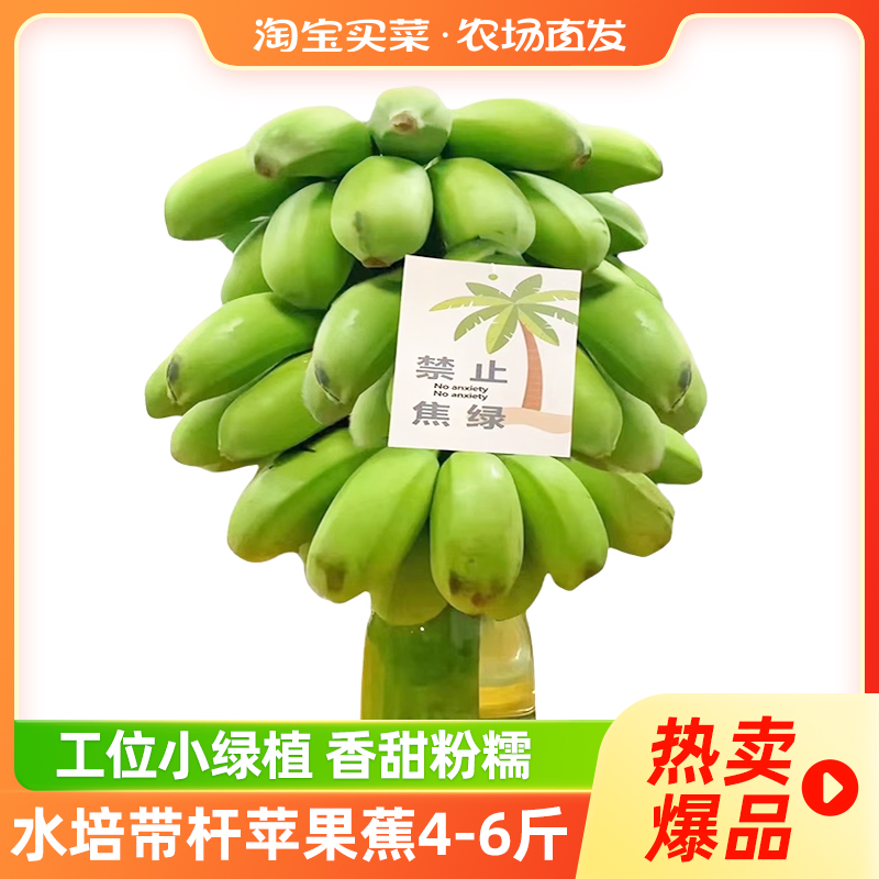 禁止蕉绿水培带杆苹果蕉4-6斤/8-9斤可食用香蕉树绿植限秒