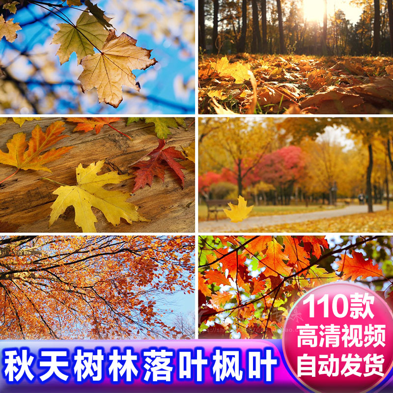 凄美秋天树林落叶风景 枯黄枫树红叶秋叶凋零飘落 商用视频素材