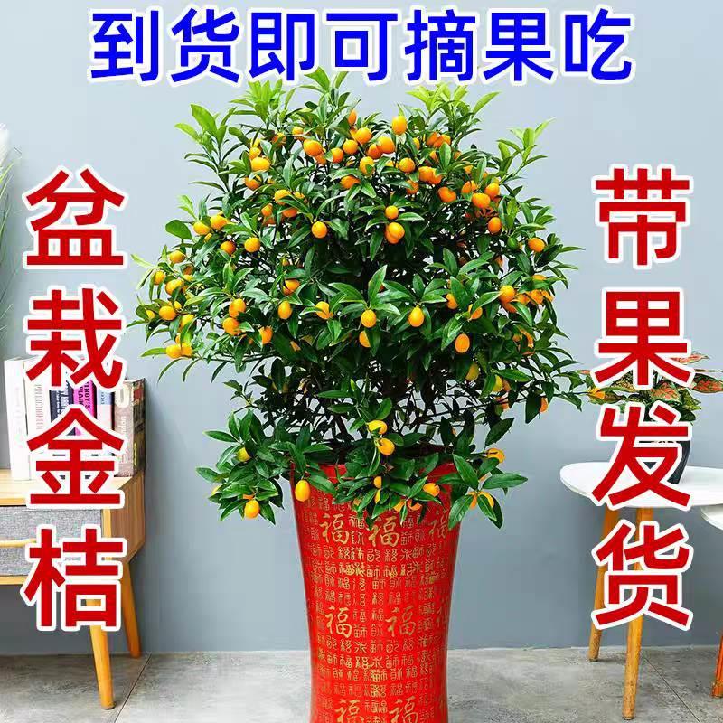 金桔树盆栽带果可食用脆皮金桔橘子树苗阳台庭院耐寒四季开花结果