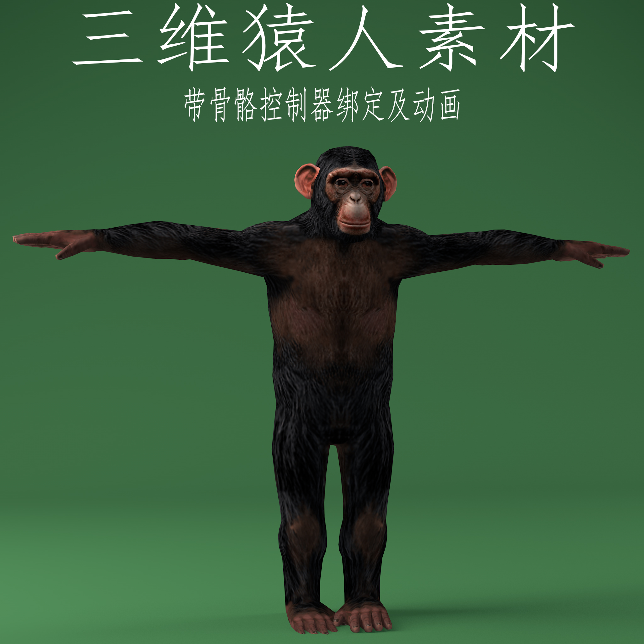 三维C4D猿人素材3ds动画fbx骨骼控制器绑定动物模型长臂猿猴子obj