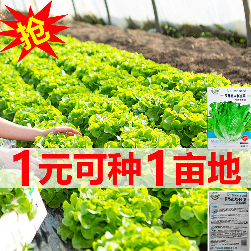 【速生】四季奶油生菜种子可生吃阳台庭院盆栽玻璃生菜蔬菜种子