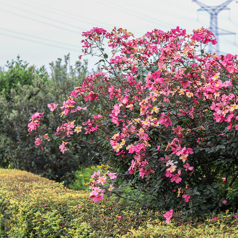 海蒂的花园 蝴蝶中国古老变色月季盆栽苗四季开阳台庭院丰花植物