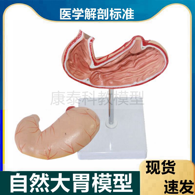 胃模型1比1可拆卸胃壁粘膜消化道胃结构贲门幽门医用教学生物课配