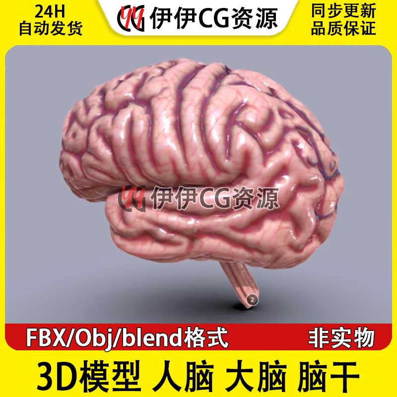 3D模型FBX医学人体人脑大脑brain脑干blend大脑组织obj脑细胞PBR