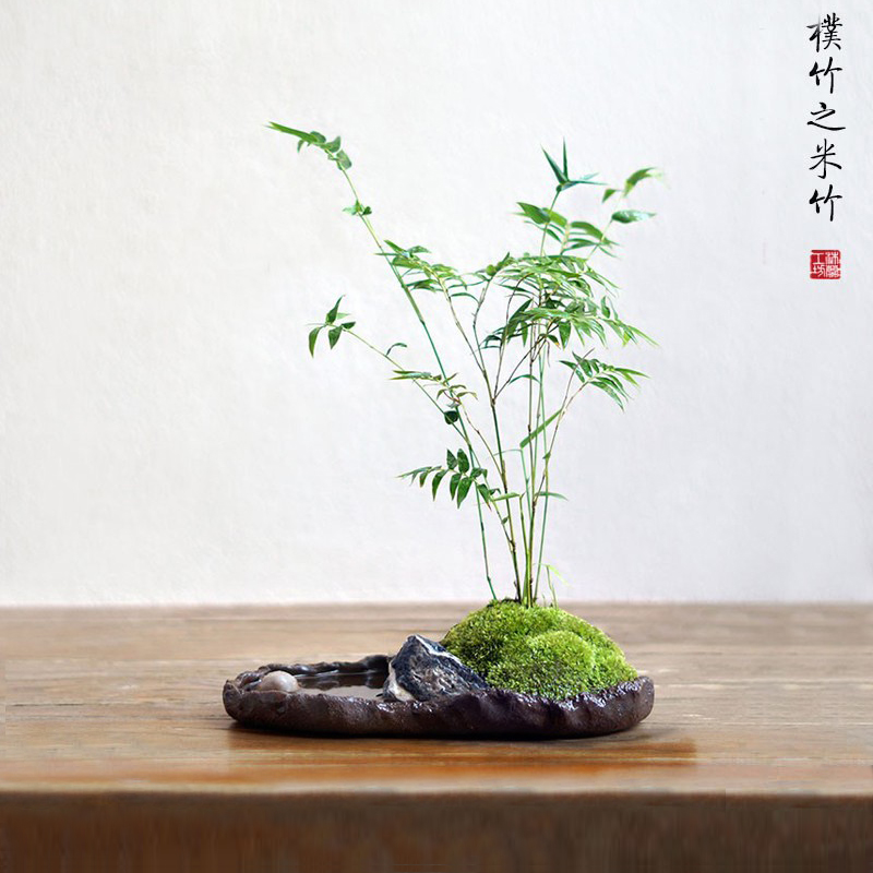 米竹盆沐兰工坊景凤尾子盆栽苔藓新中式日式竹小绿植办粗公陶桌茶