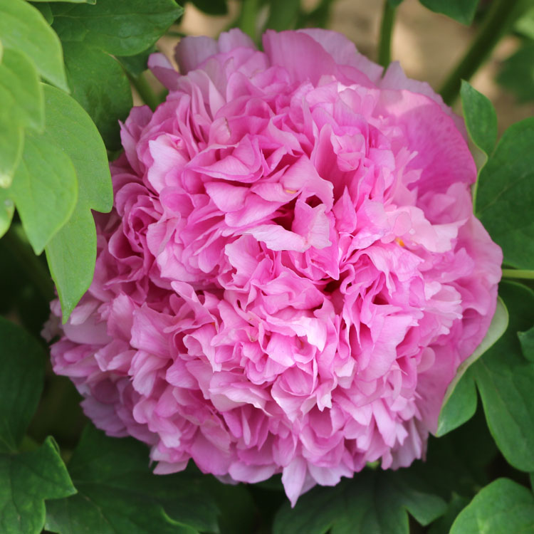 牡丹花苗 紫蓝魁粉蓝色 菏泽多层大花盆栽地栽趣味花卉玫瑰