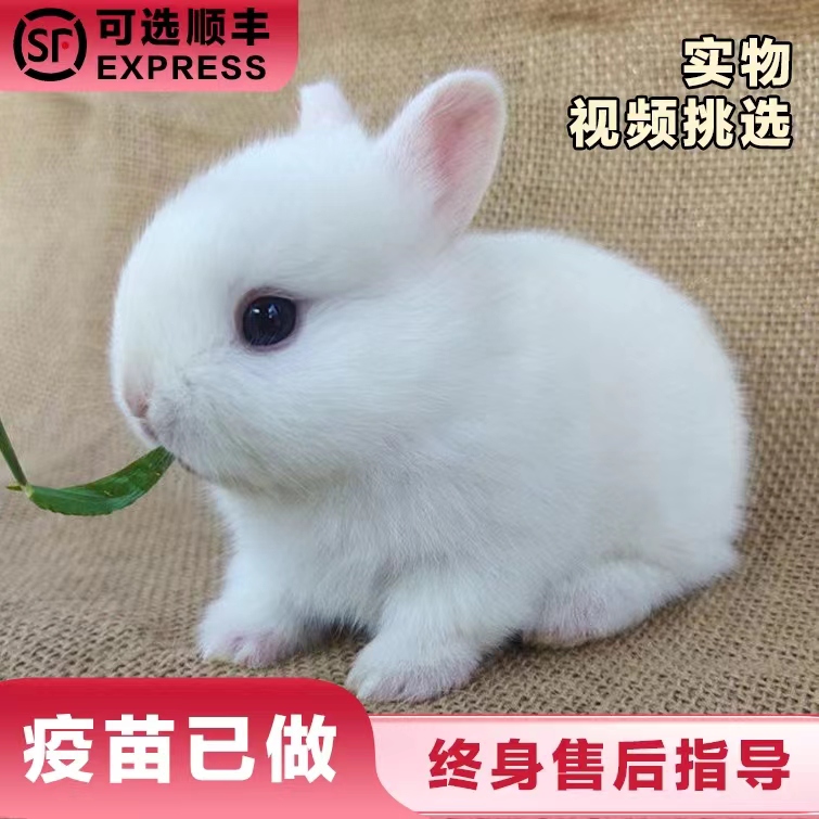 小型侏儒兔子活物长不大迷你兔儿童好养宿舍宠物兔荷兰垂耳兔活体