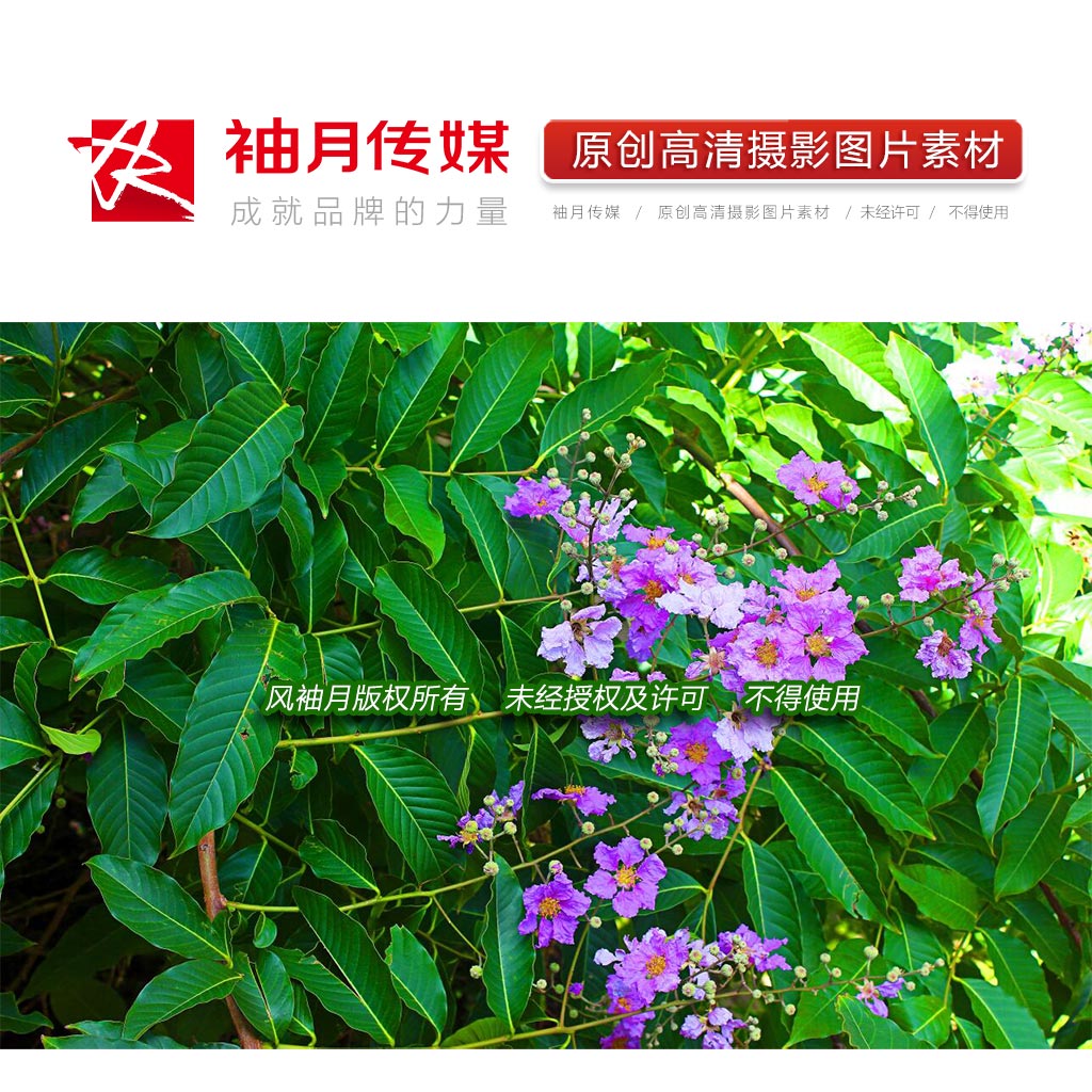 1张大花紫薇高清摄影图片园林绿化植物树木紫色花草高清图片素材