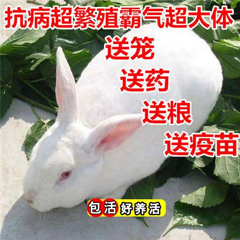 小白兔子非一对幼仔公母活物活苗好养家养可食用大型肉兔比利时种