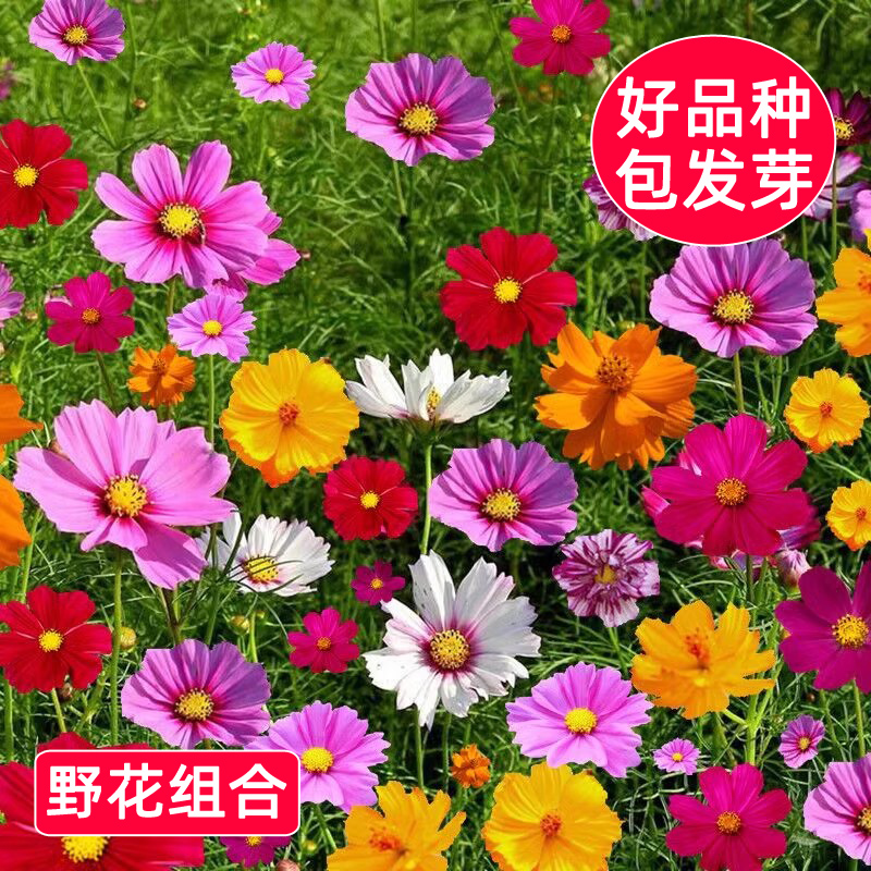 野花组合花种子四季播种开花太阳花种孑室外庭院适合春天种的花籽