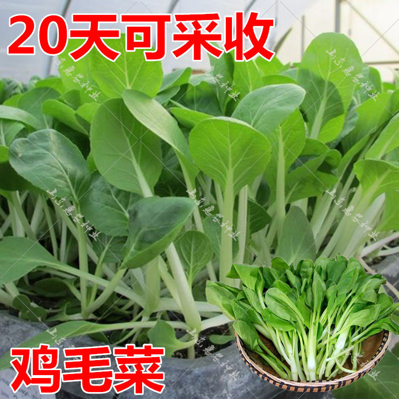 鸡毛菜种子种籽18天四季小白菜青菜油菜上海青阳台盆栽蔬菜蔬莱孑